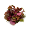 Red Amaranth 250 gm | High Quality Leafy Greens for Culinary Use | Delidel India