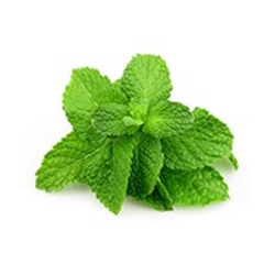 Mint Leaves (Pudina) 250 gm | Fresh Mint for Culinary Use | Delidel India
