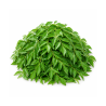 Curry Leaves 250 gm Bunch | Premium Quality for Culinary Needs | Delidel India
